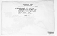 Nyssopsora echinata image